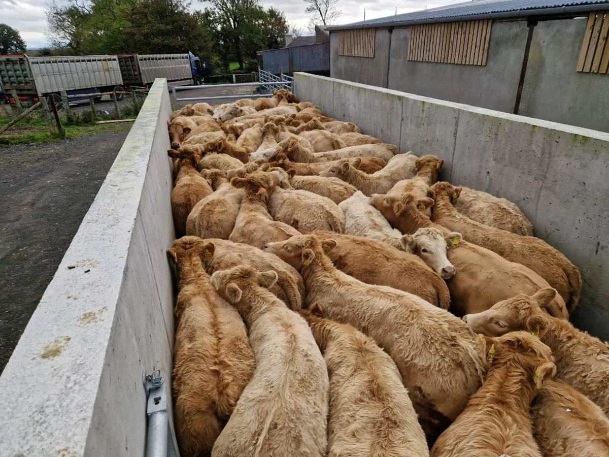 **100 Continental HEIFERS*