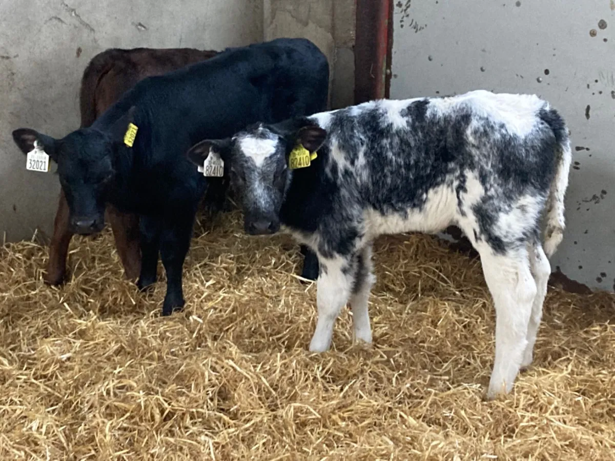 Calves For Sale for sale in Co. Tipperary for €195 on DoneDeal