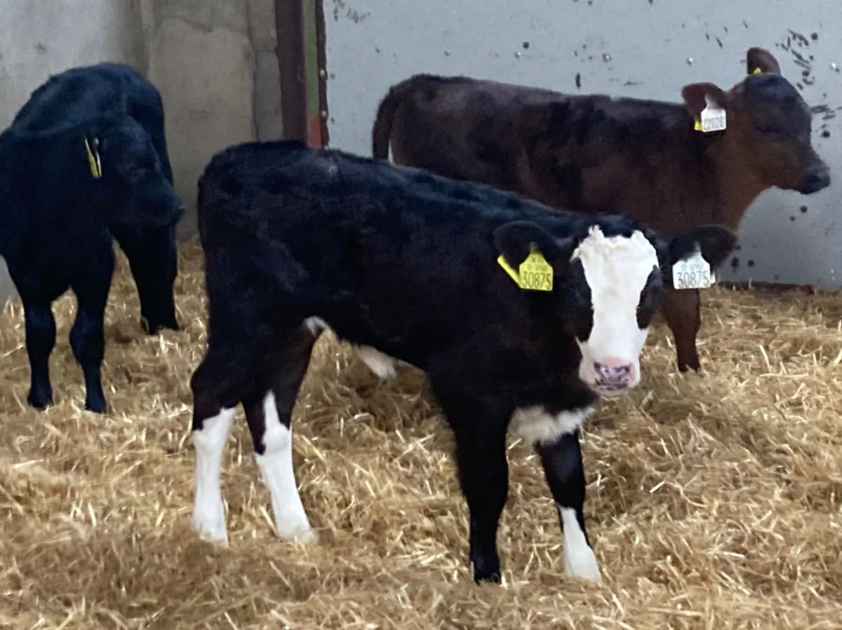 Calves For Sale for sale in Co. Tipperary for €195 on DoneDeal