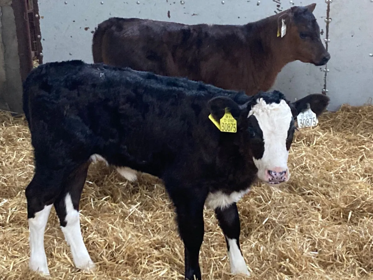 Calves For Sale for sale in Co. Tipperary for €195 on DoneDeal