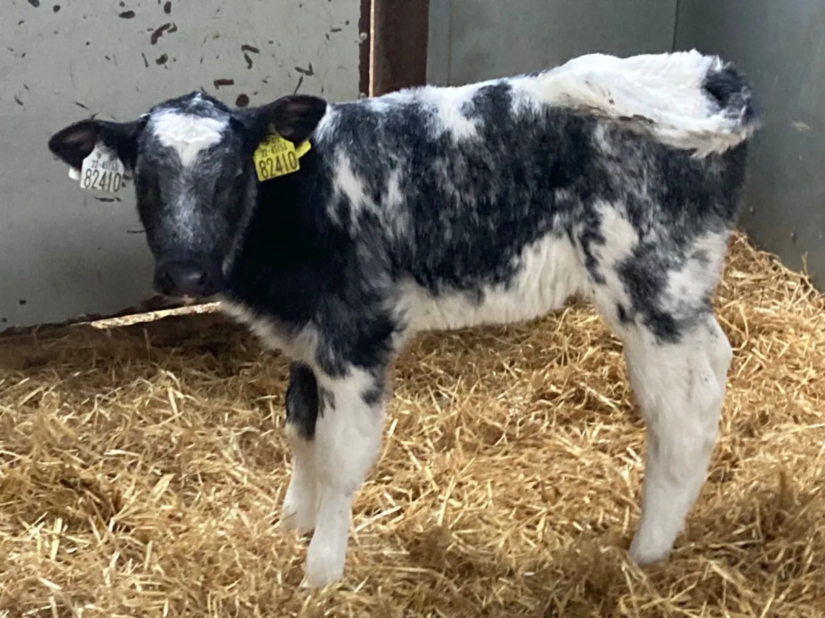 Calves For Sale for sale in Co. Tipperary for €195 on DoneDeal