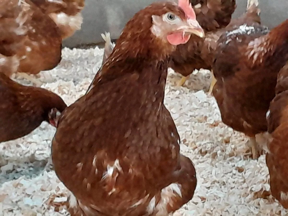 Fowl - Image 3