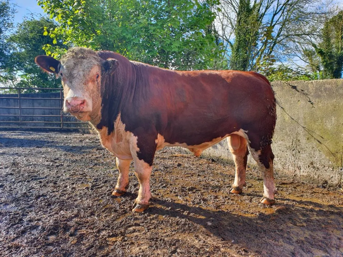 Purebred Hereford Bulls & Heifers 12 to 24 mounths