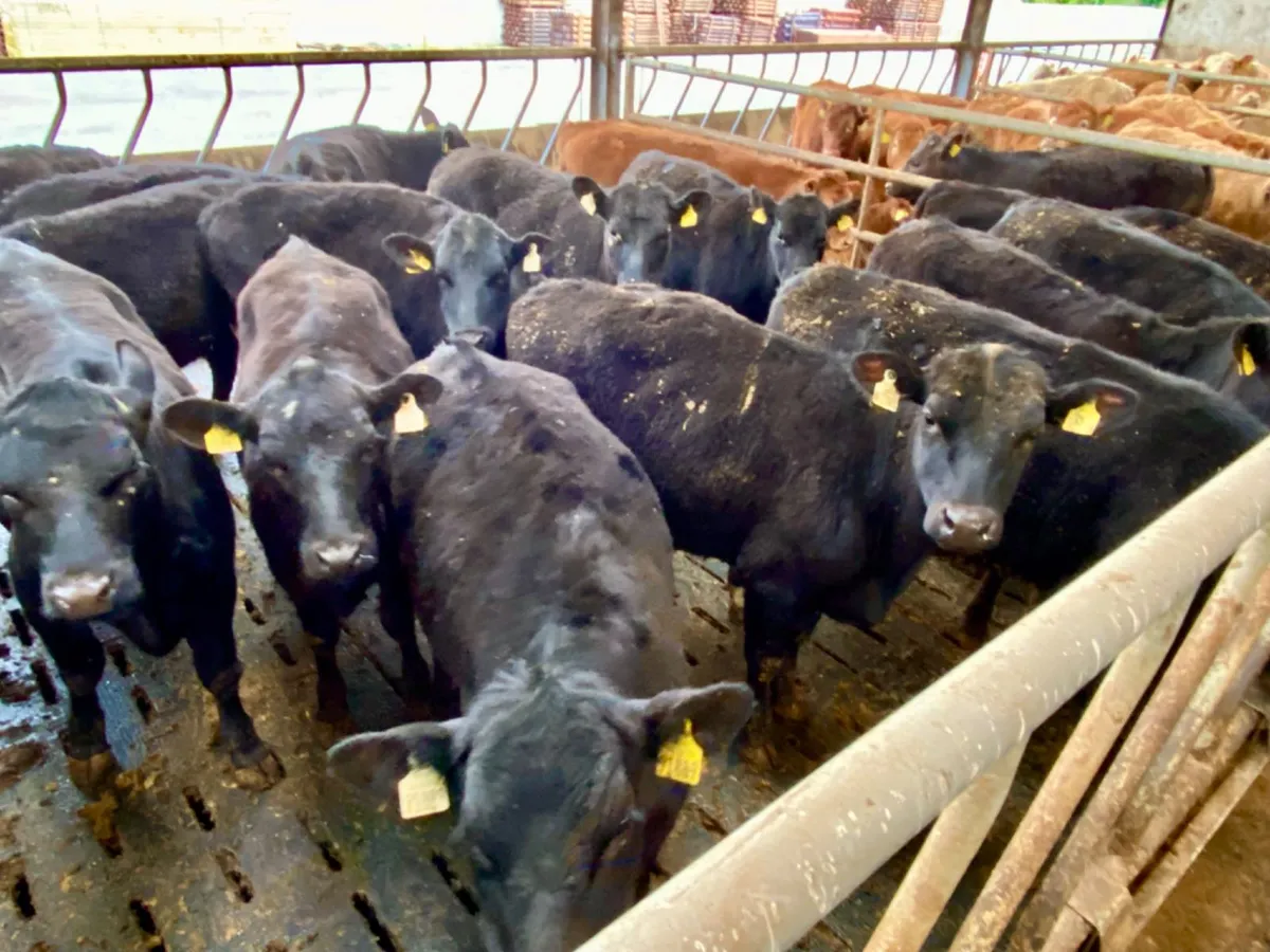Angus Heifers - Image 1