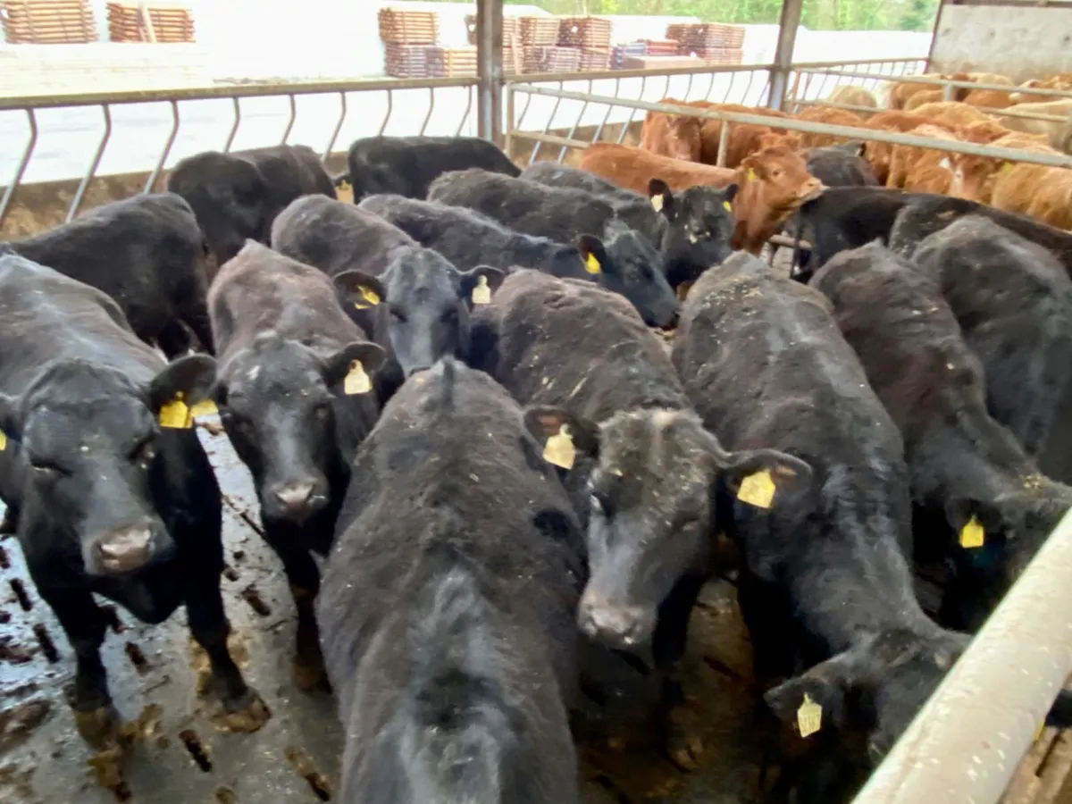Angus Heifers - Image 2