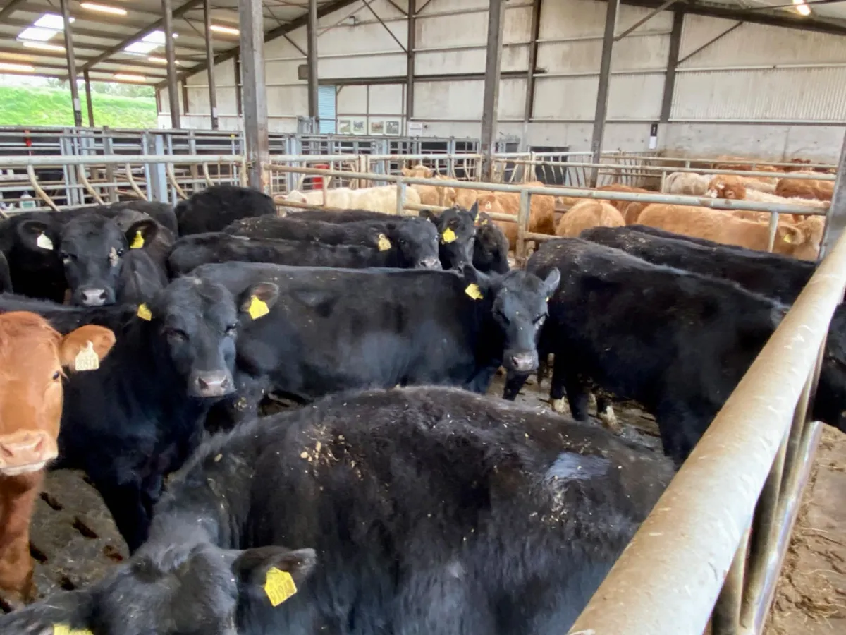 Angus Heifers - Image 3