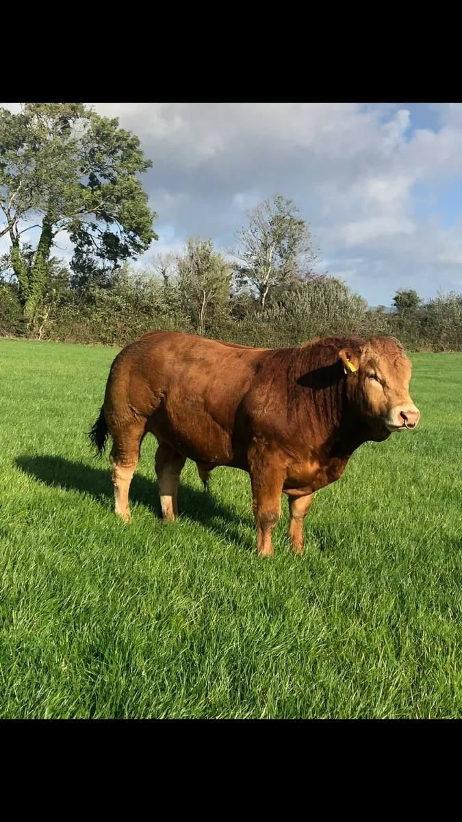 Pedigree limousin bulls - Image 1