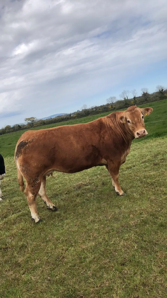 Pedigree limousin bulls for sale in Co. Wexford for €3,000 on DoneDeal