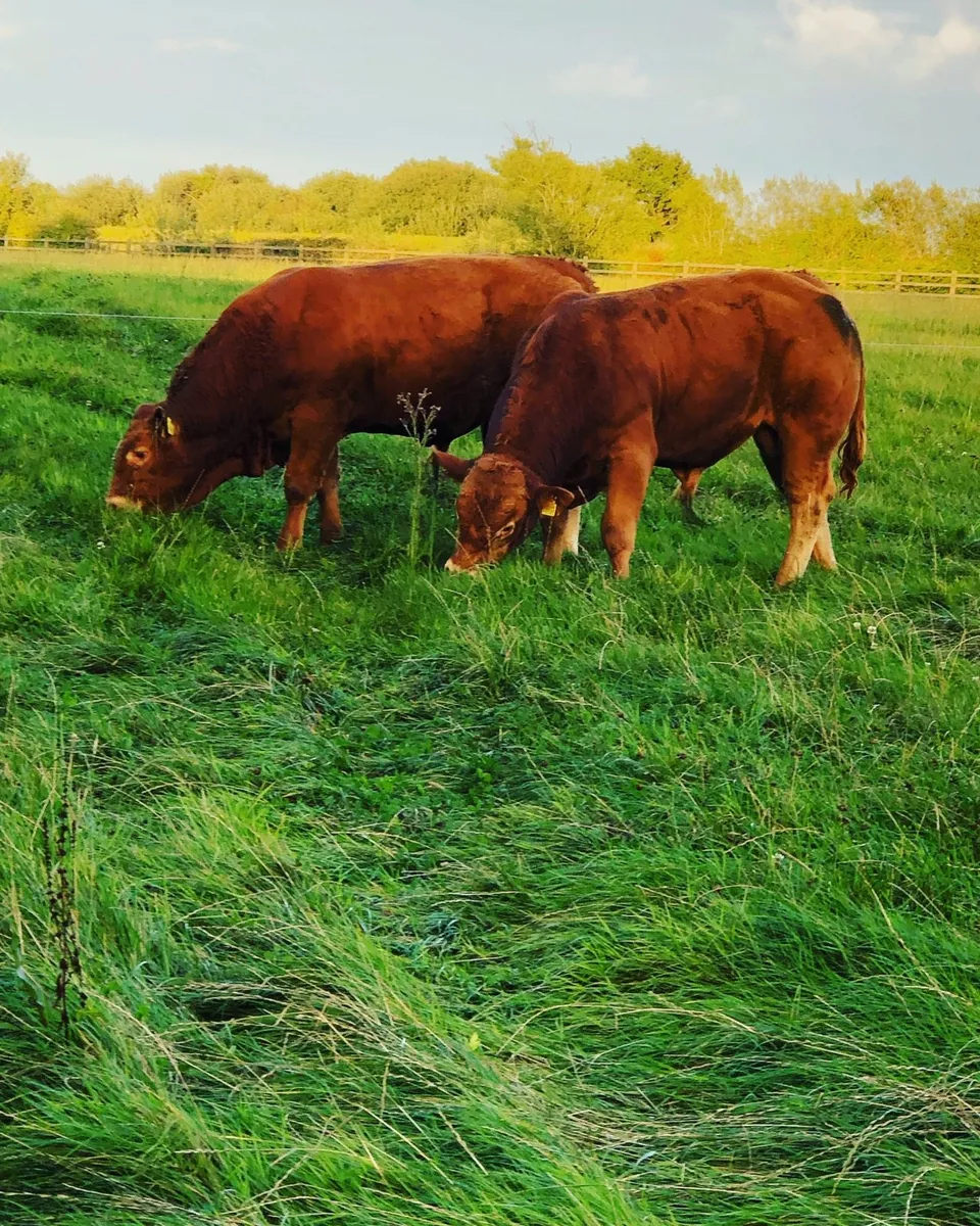 Pedigree limousin bulls - Image 1