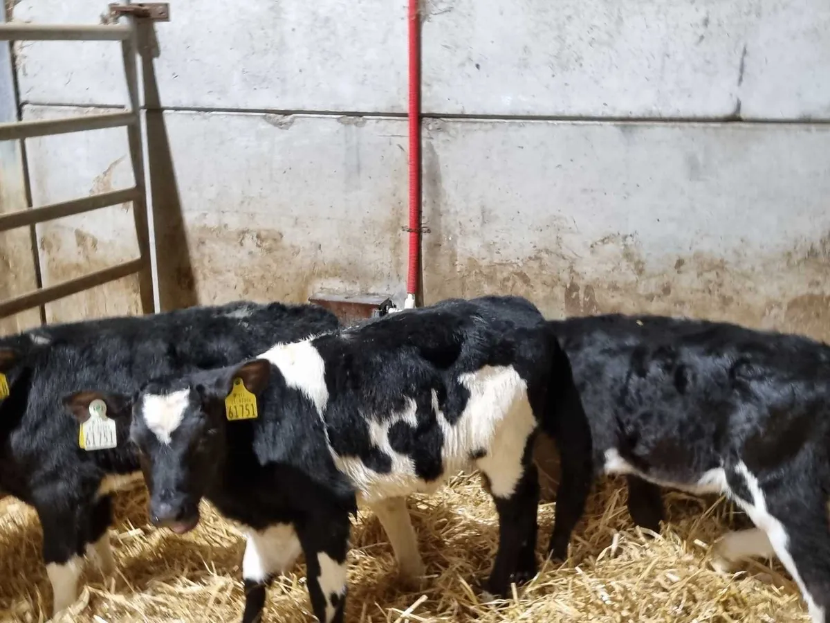 16 Fr heifers calves for sale - Image 1