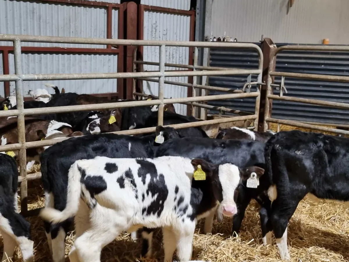 16 Fr heifers calves for sale for sale in Co. Down for £1 on DoneDeal