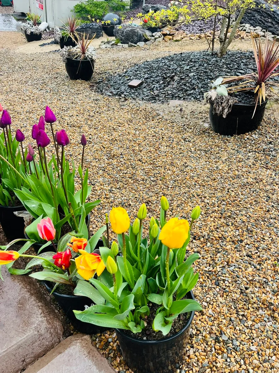 Stone ,decorative Time to LOVE your garden - Image 4