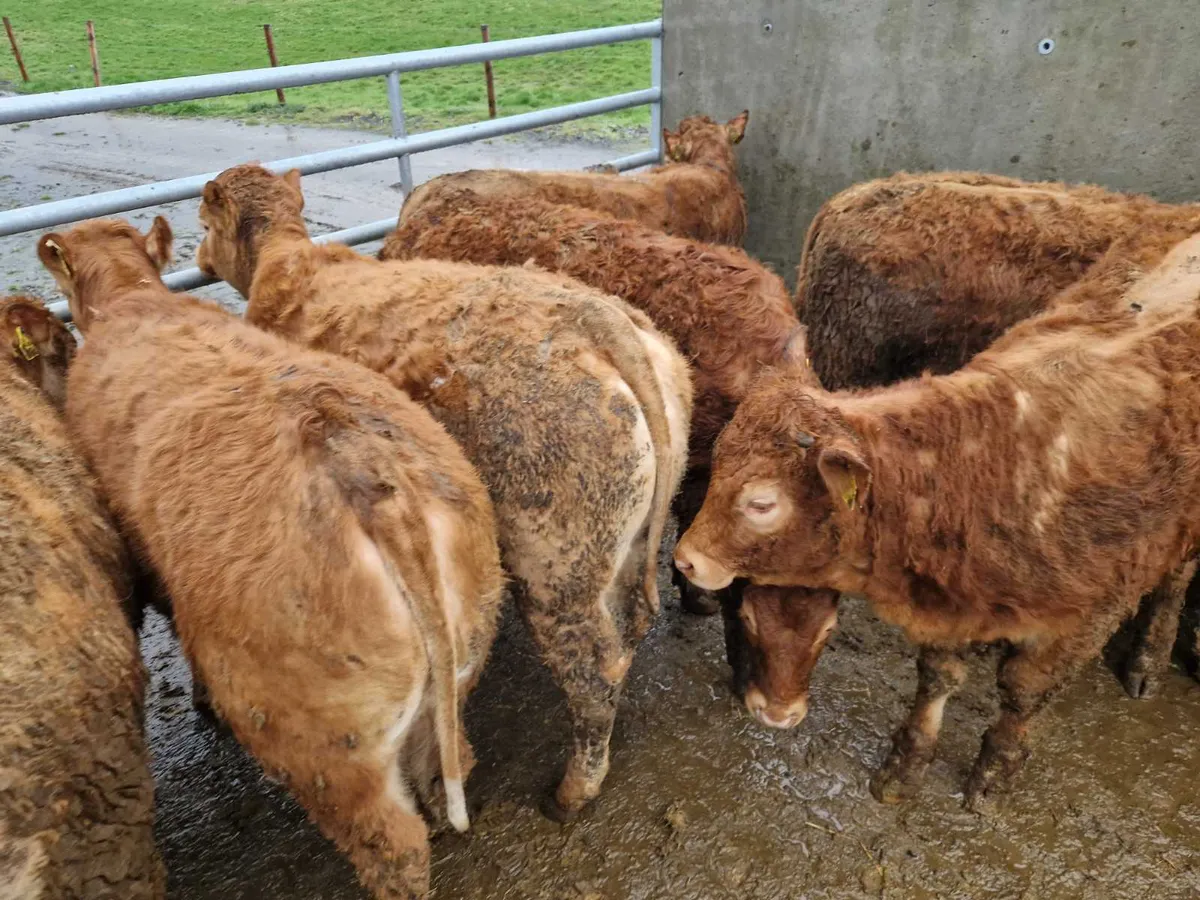 U Grade Limousin Heifers - Image 1
