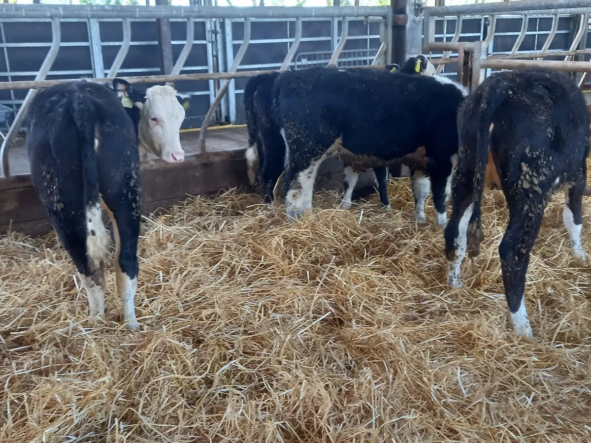 Hereford Runners - Image 4