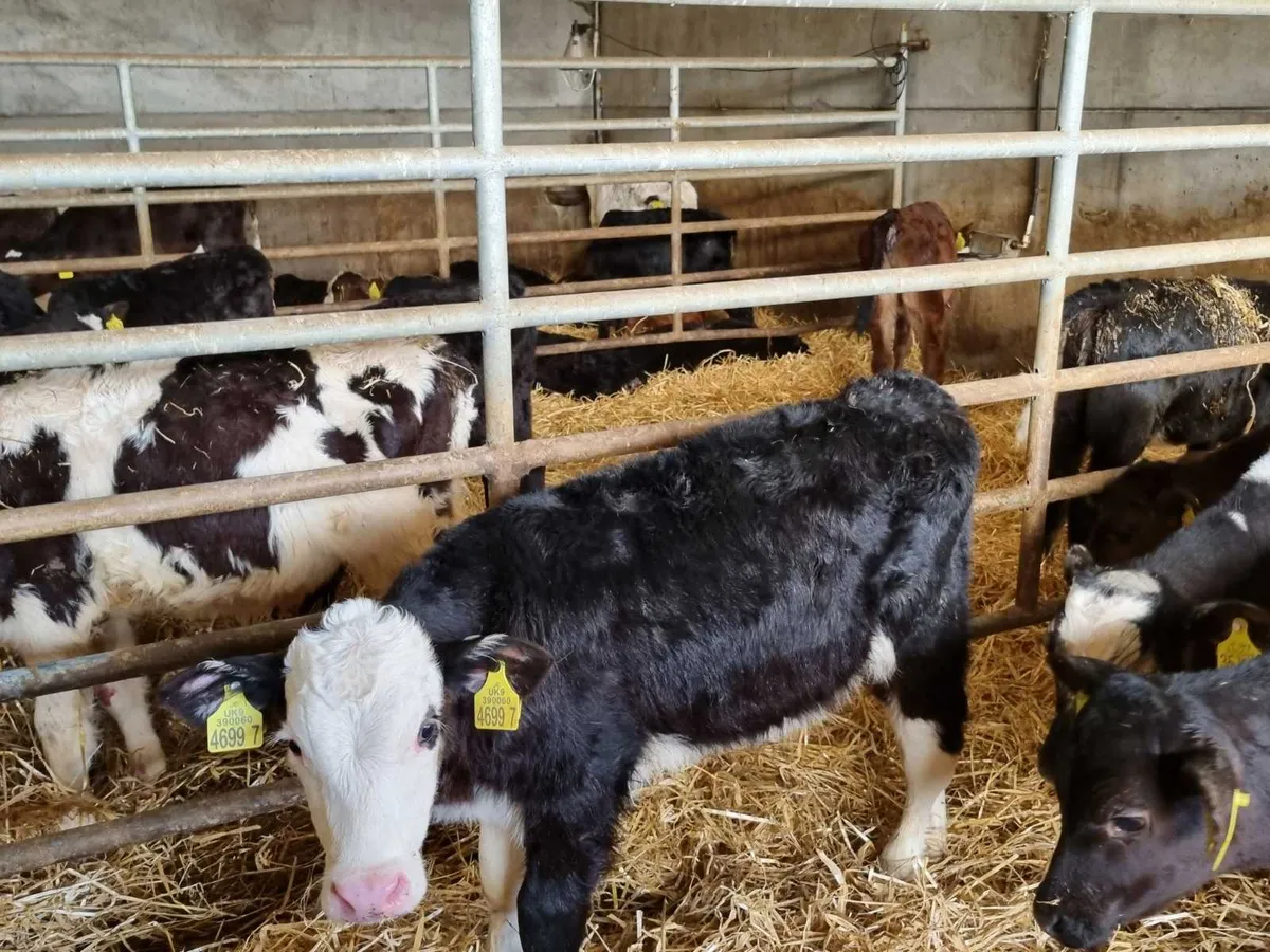 10 Reared bulls calves