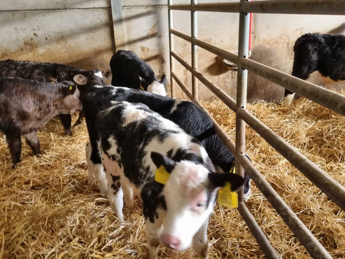 5 BB bulls calves for sale