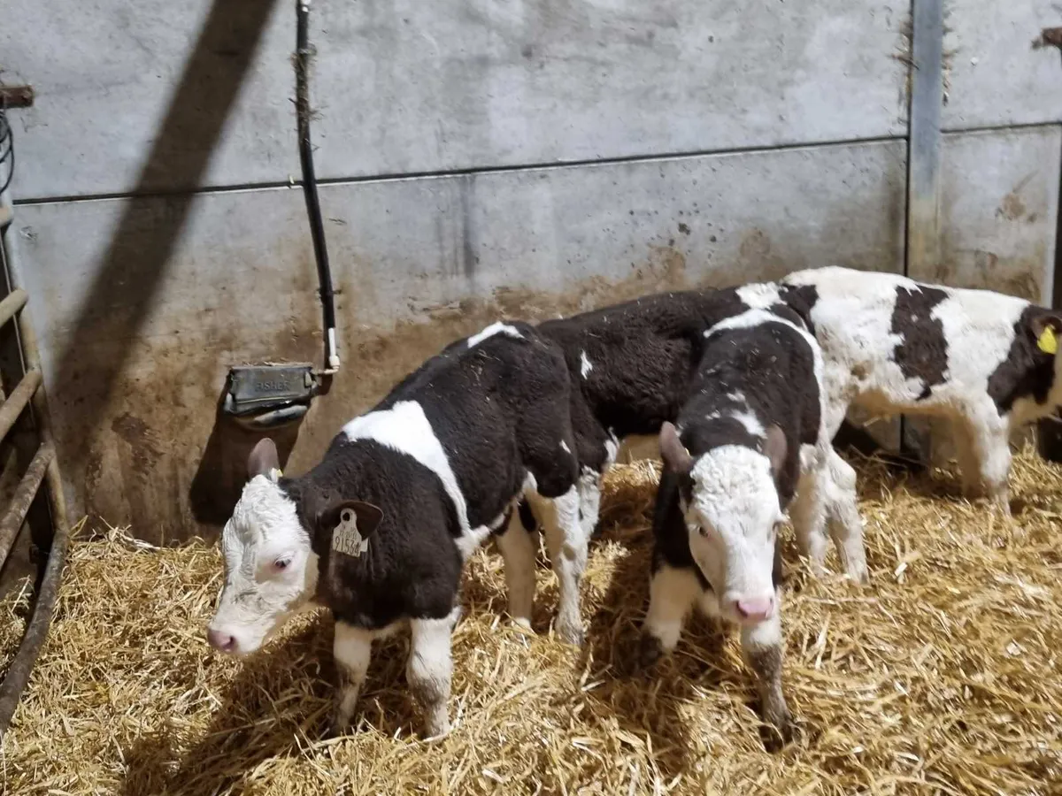 4 sim heifers calves for sale for sale in Co. Down for £280 on DoneDeal