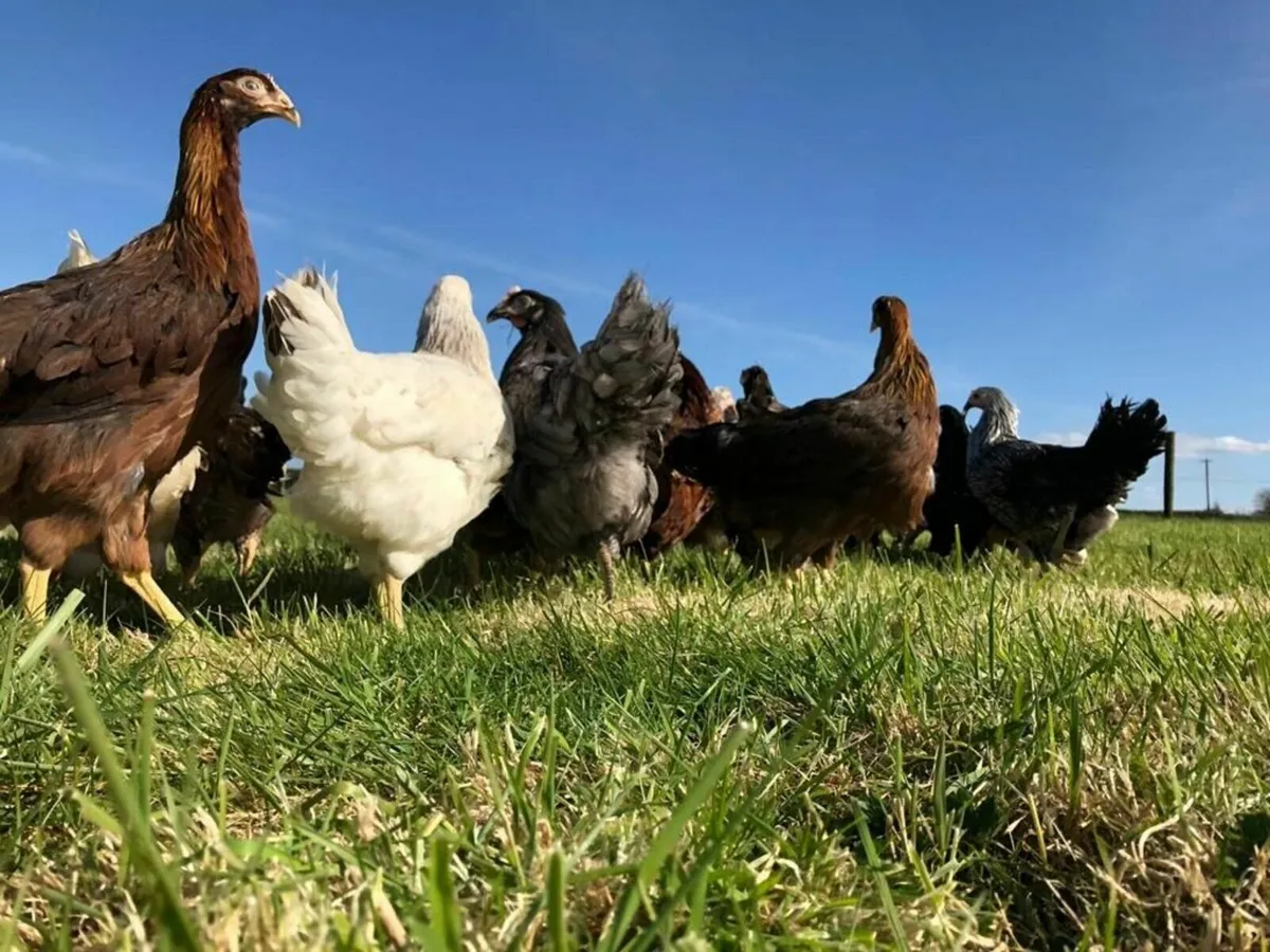 Point of Lay Hens - Image 1