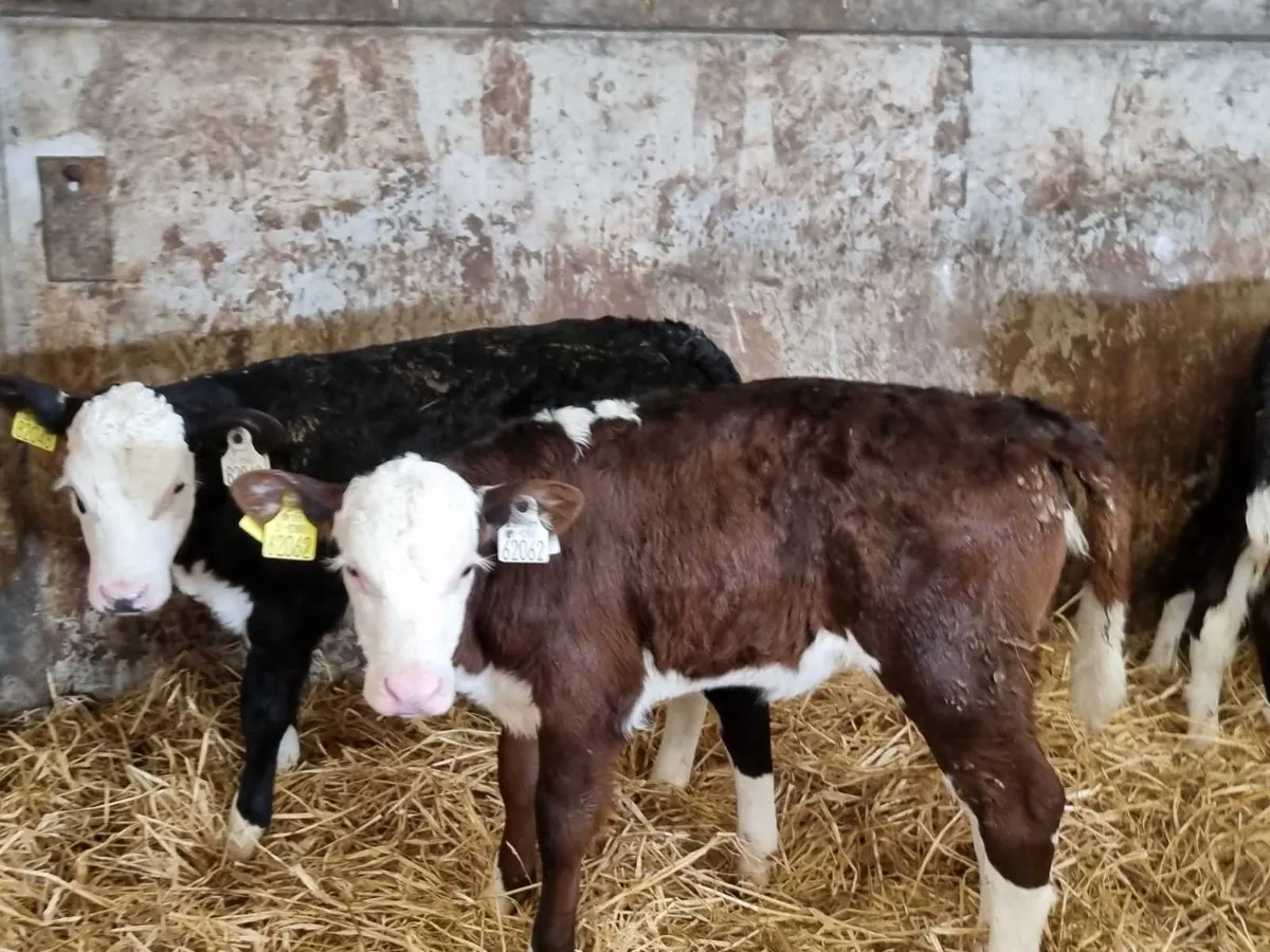 12 HER heifers calves for sale for sale in Co. Down for £175 on DoneDeal