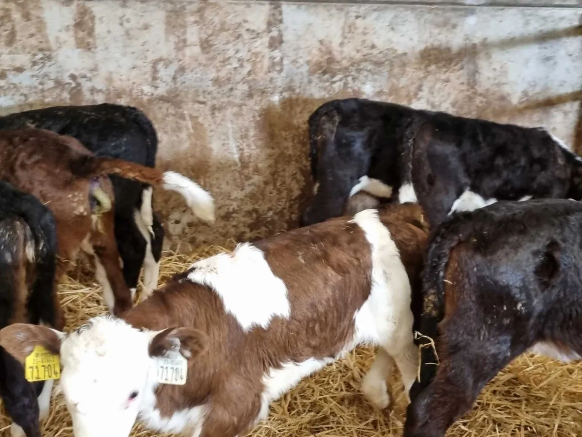 12 HER heifers calves for sale for sale in Co. Down for £175 on DoneDeal