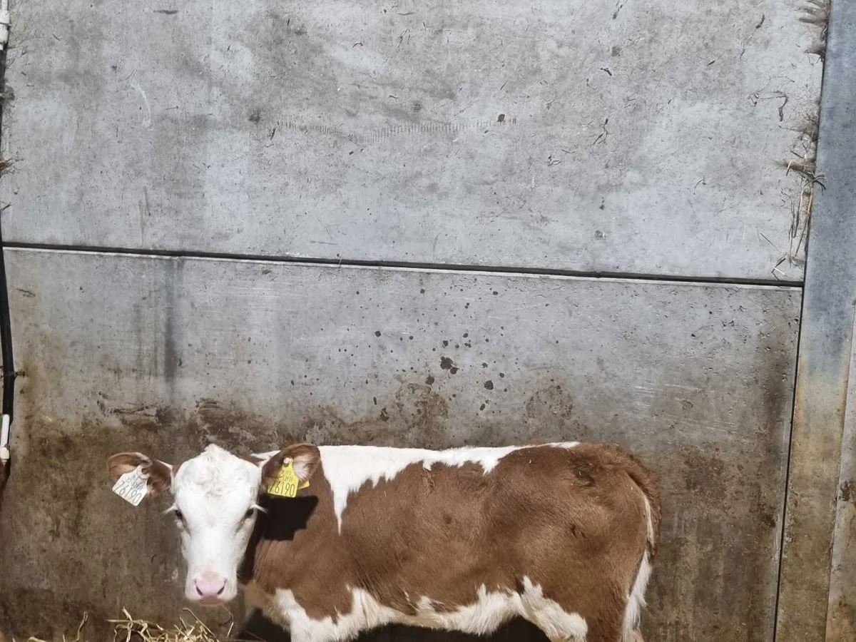 8 her heifers calves for sale