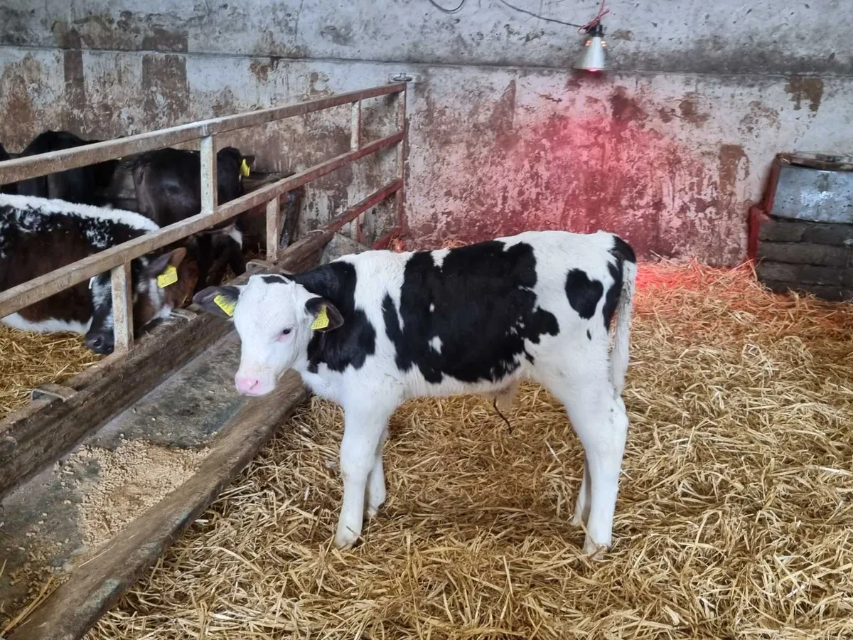 12 fkv bulls calves for sale - Image 1