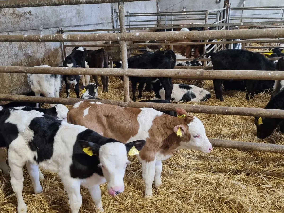 12 fkv bulls calves for sale for sale in Co. Down for £135 on DoneDeal