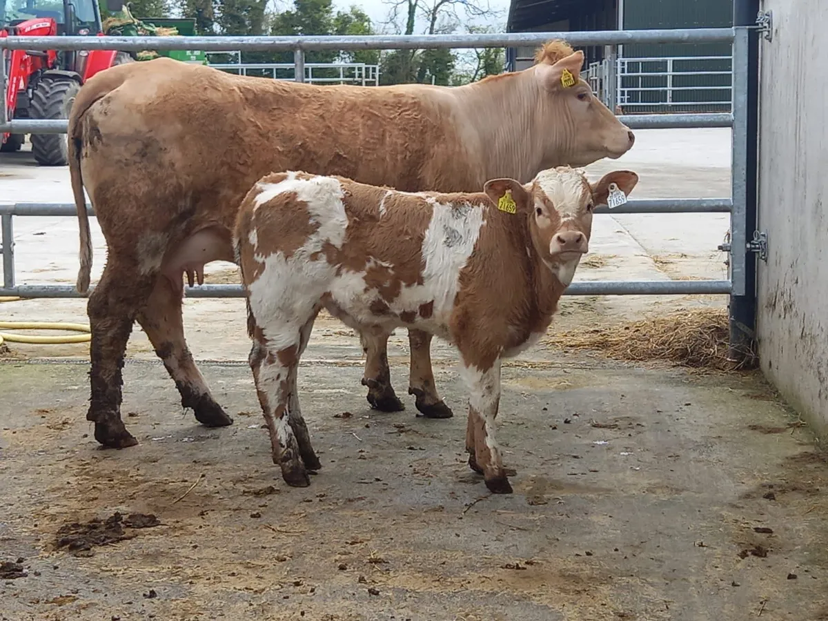 Super Cow & Calf - Image 1