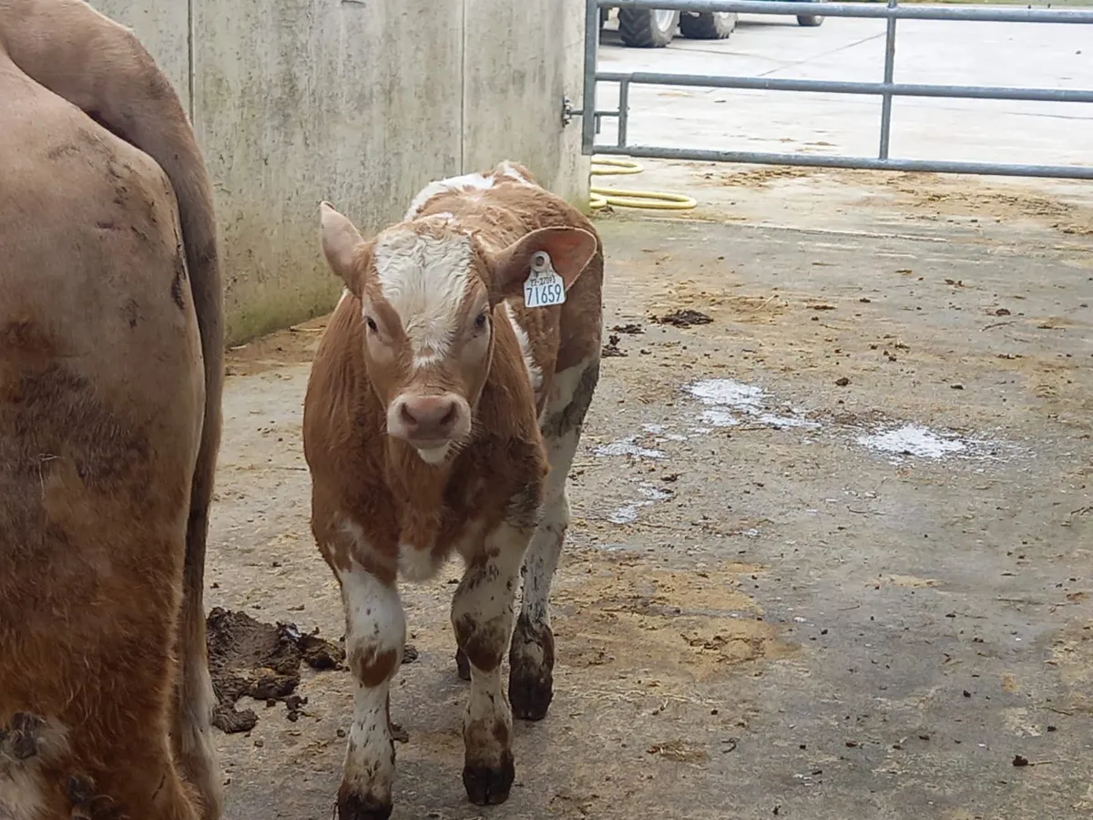 Super Cow & Calf - Image 4