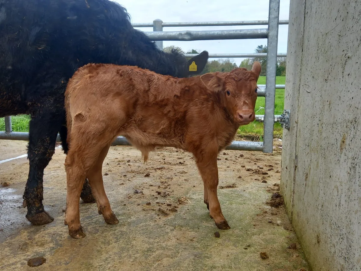Super Cow & Calf - Image 1