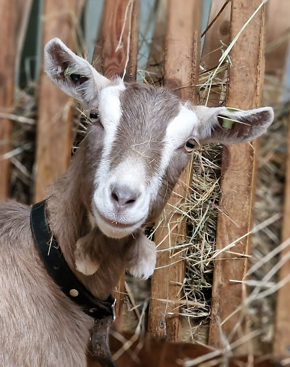 2 Goat Kids & 1 BGS registered Billy Goat for sale in Co. Longford for