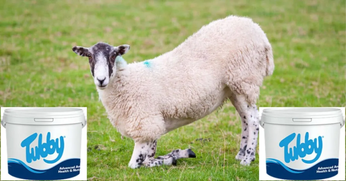 Bad Feet in Sheep - Image 1