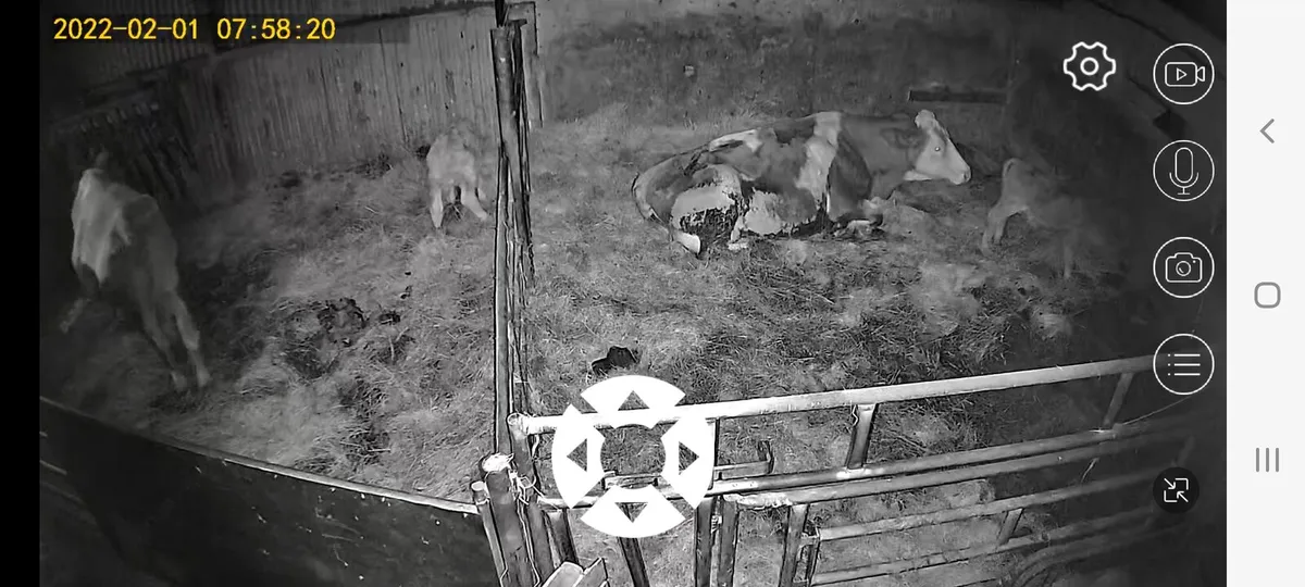 Calving Foaling Lambing 4G camera 🚫NO WIFI 🚫 - Image 3