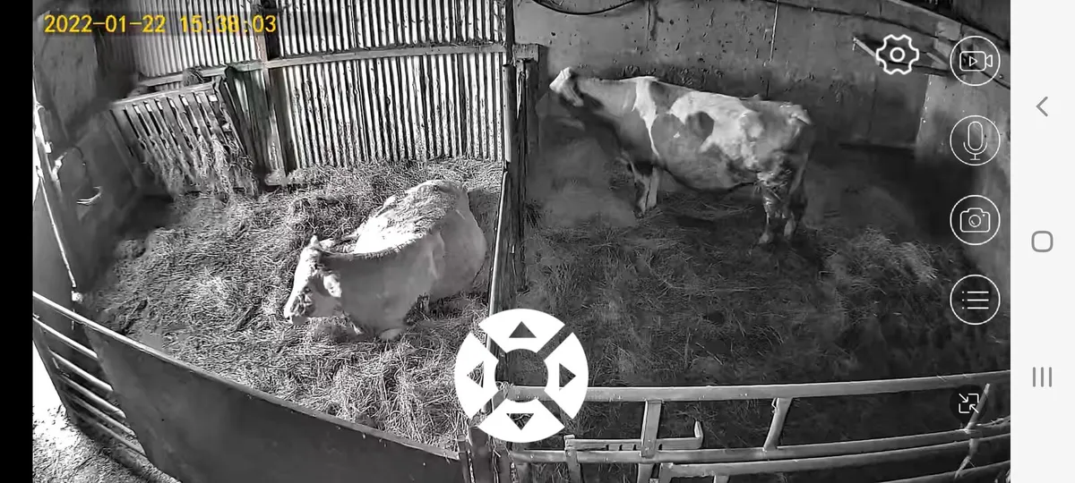 Calving Foaling Lambing 4G camera 🚫NO WIFI 🚫 - Image 4