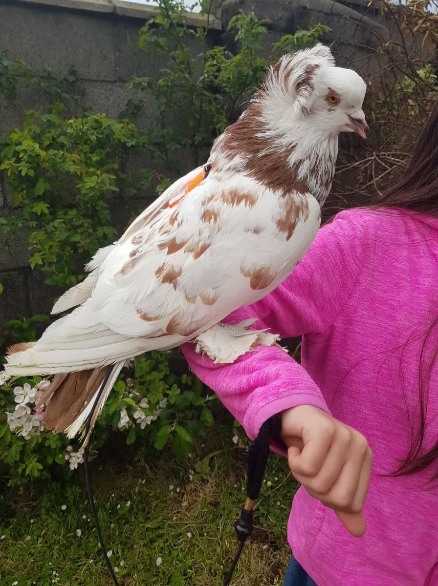 Hand reared Pet Pigeons - Image 1