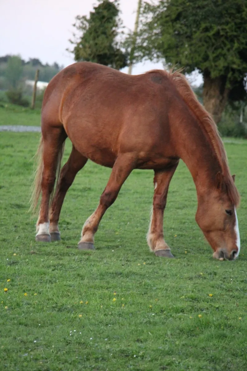 Horse,Sheep &/Clipper Blade Sharpening Service. - Image 4