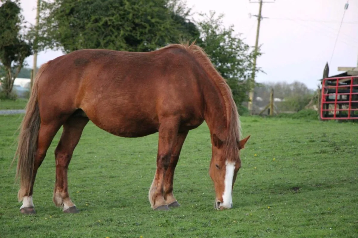 Horse Clipper Blade Sharpening Service. - Image 4