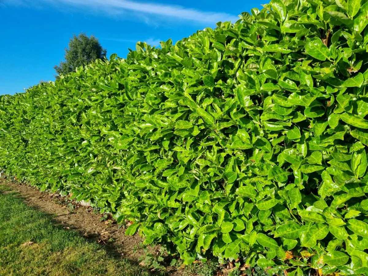 Laurel hedging delivered