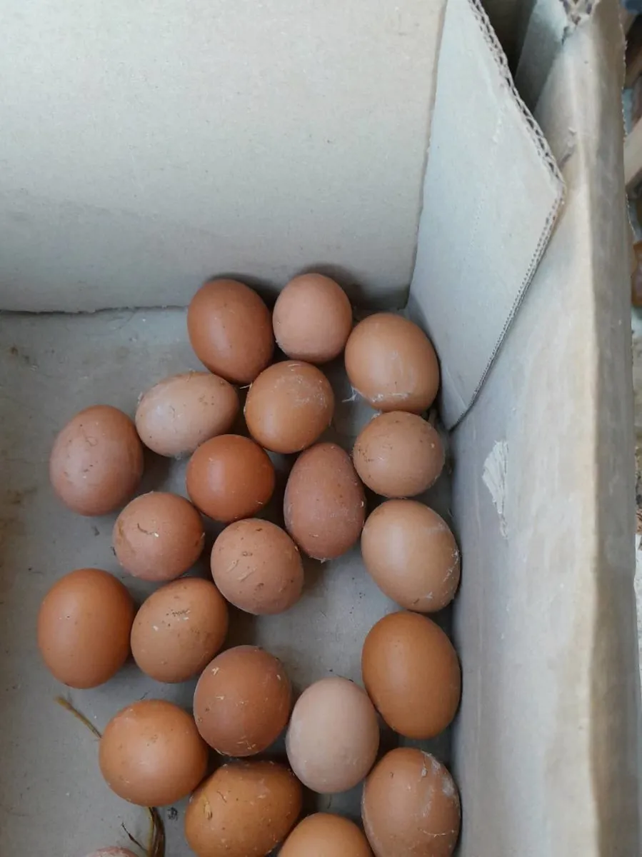 Poultry - Image 2