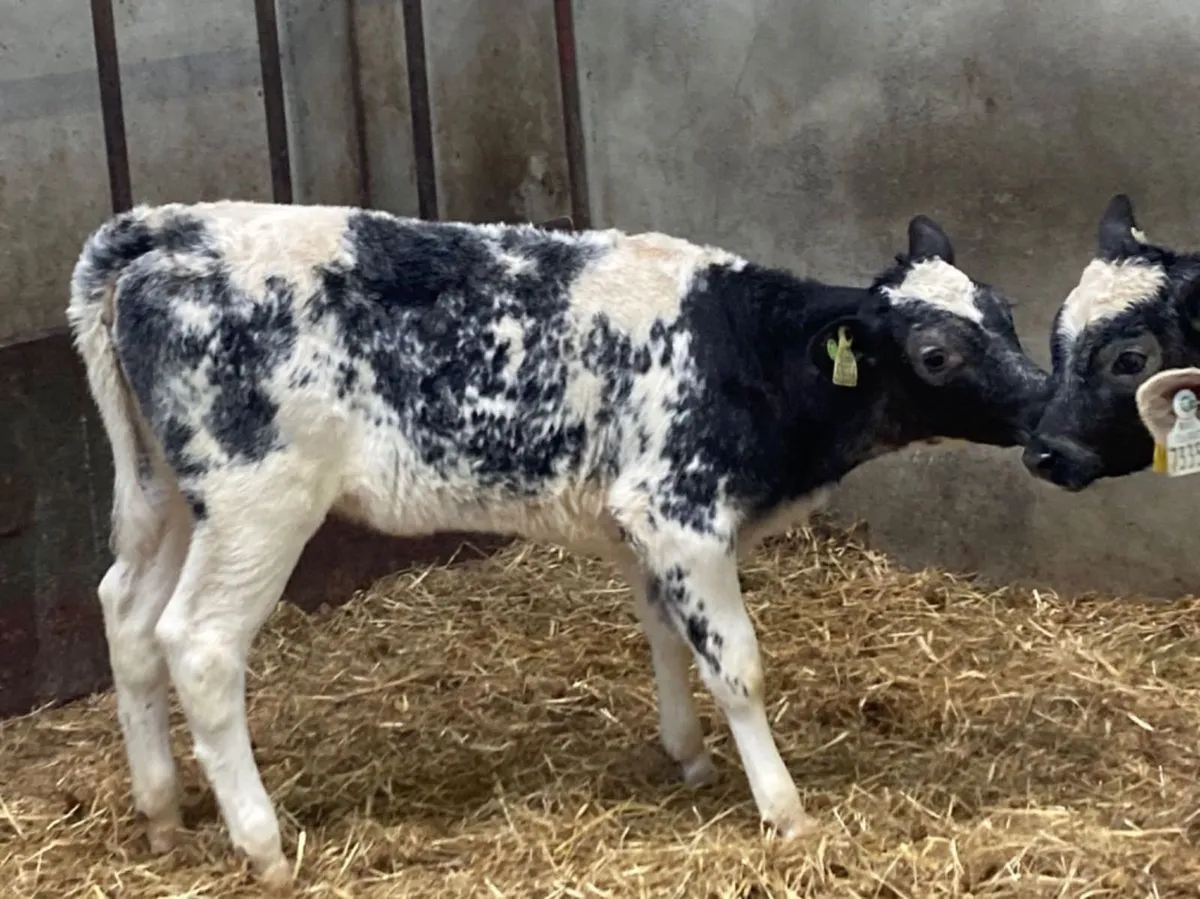 Super 2 Month Old Blue Heifer Calves for sale in Co. Galway for