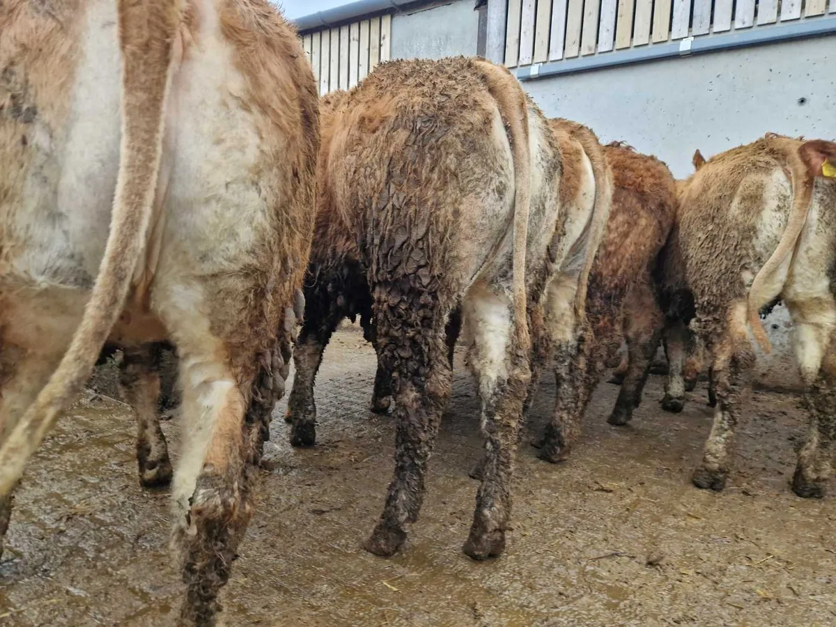 20 Super U Grade Limousin Heifers.
