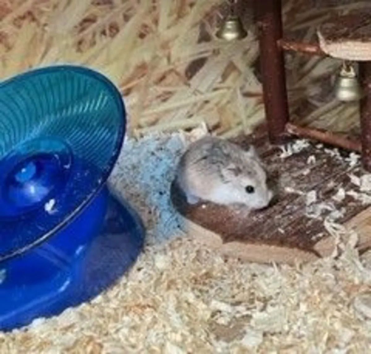 Baby robo hot sale dwarf hamster