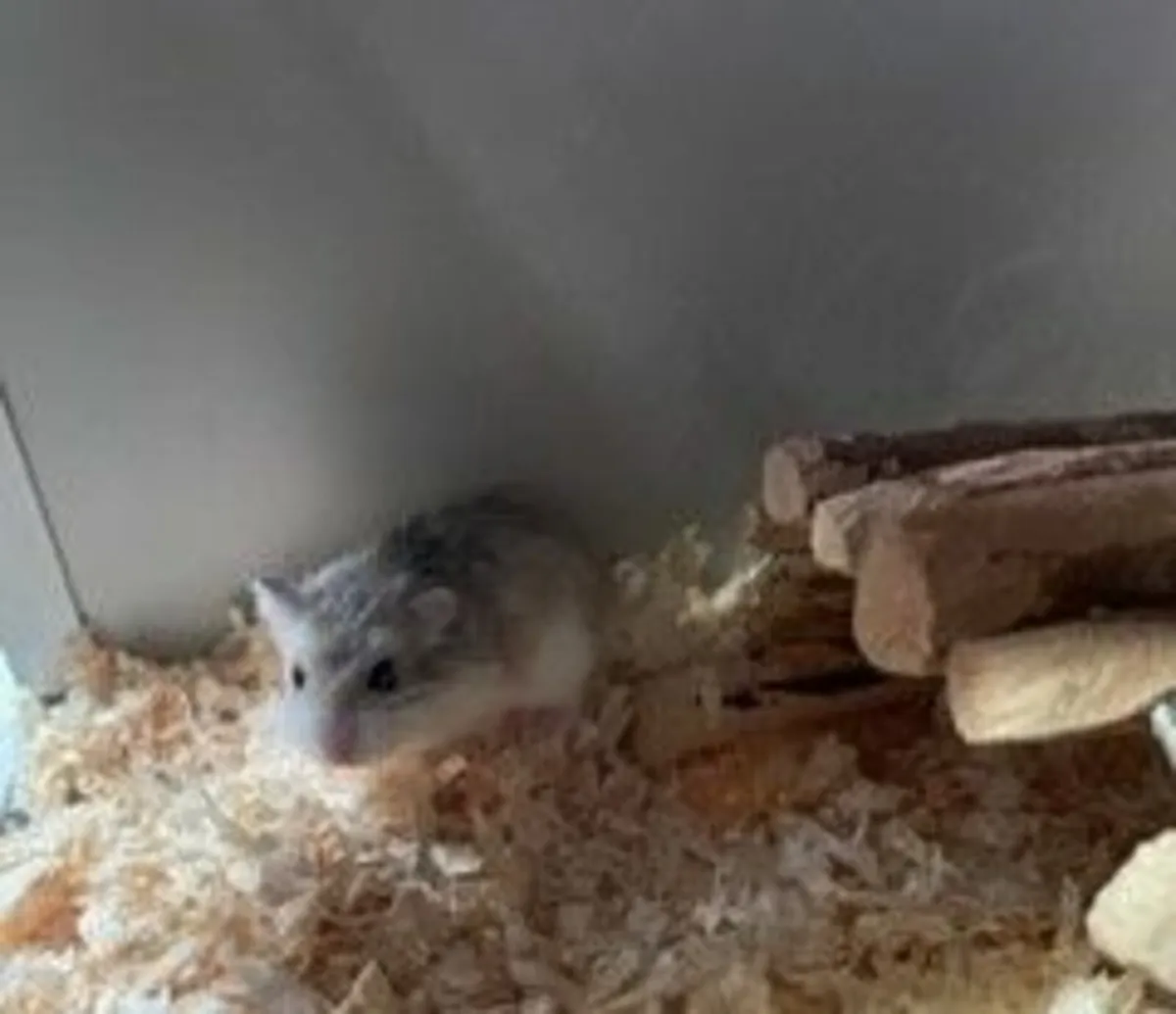 Robo dwarf hamster for hot sale sale