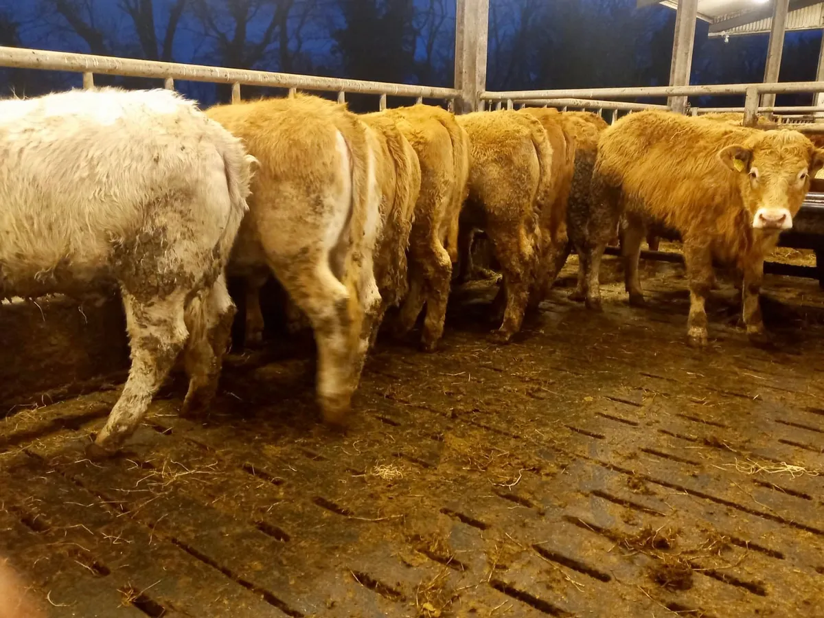 Serious Heifers - Image 2