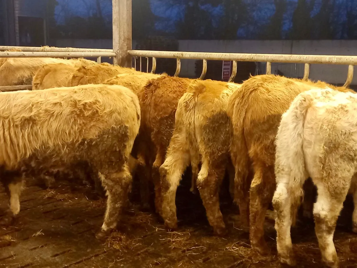 Serious Heifers - Image 3