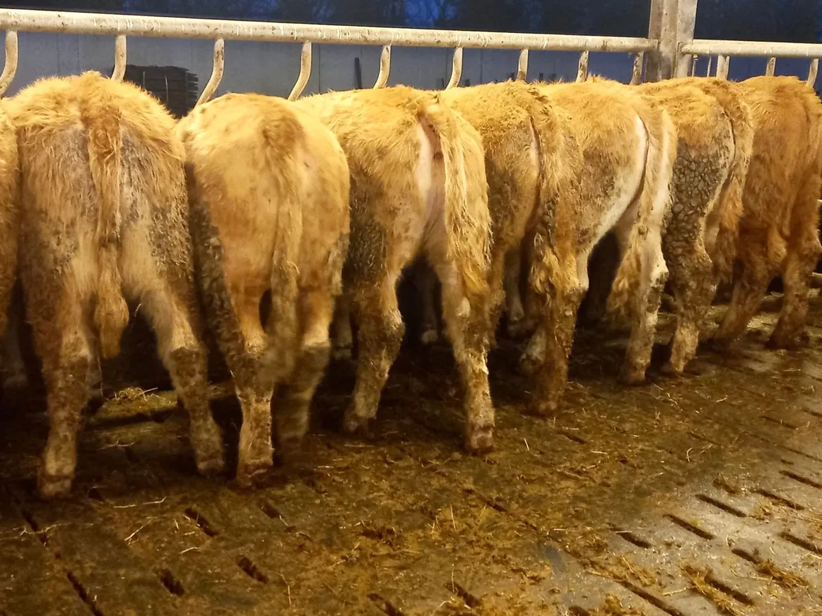 Serious Heifers - Image 1