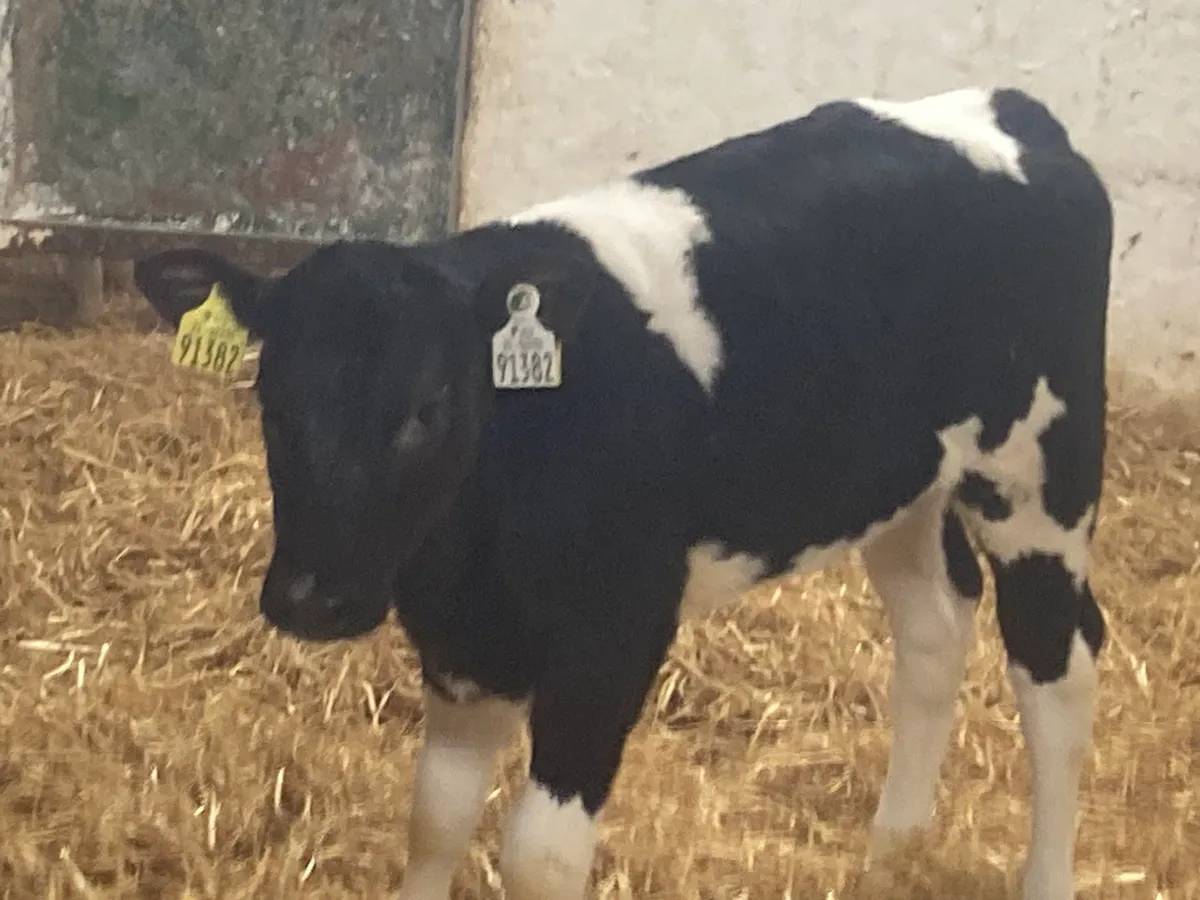 Serious Belgian Blue & Charolais Heifer Calves for sale in Co. Galway