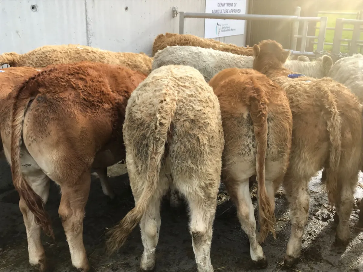 Top Class Heifers - Image 1