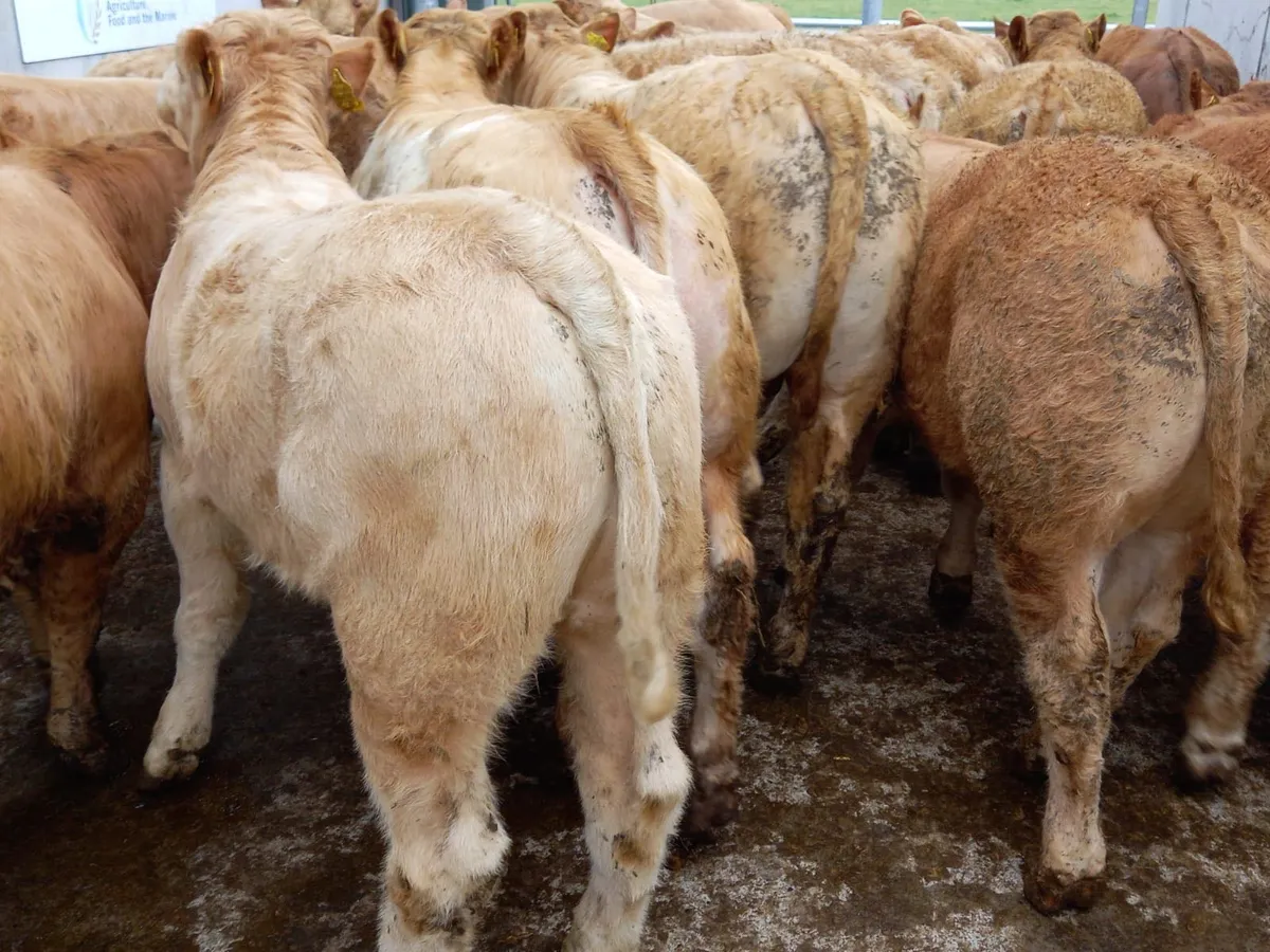 Choice Charolais Cattle