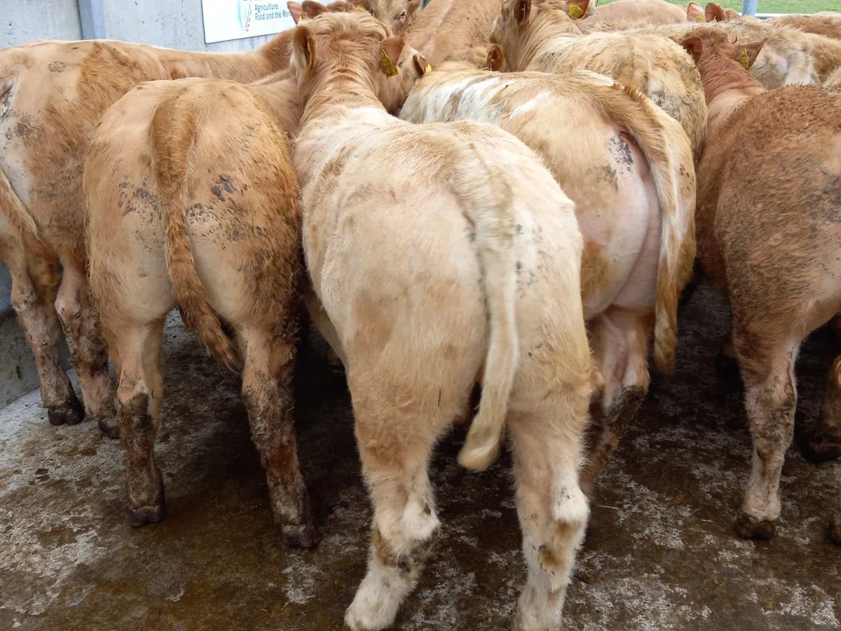 Choice Charolais Cattle - Image 3